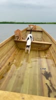 котеки на рыбалке.mp4
