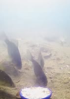 175164544587354288.mp4
