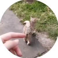 175171761534136353.mp4