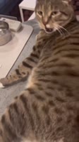 1000019204.mp4