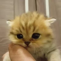 16644430443882.webm