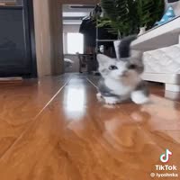 котята под техно.mp4