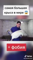 крыса.mp4