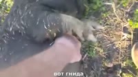 17271065004390.mp4