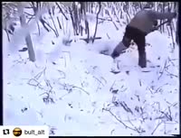 собаки в берлоге.mp4