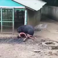 отдай мишке долг.mp4