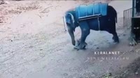 VID20250706013217692.mp4