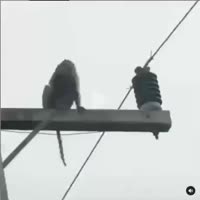 макака со смещенным центром тяжести.mp4