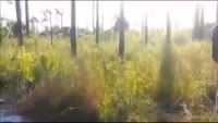 Поймал кабана.mp4
