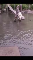 Подвиги котов.mp4