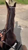 175213823290069904.mp4