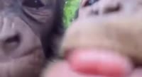 Monkey licks a camera.mp4