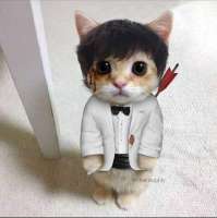 joji-kitty-v0-hpf3a3o35xs91.jpg
