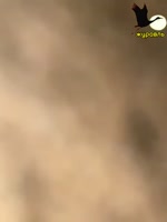 vk--962291456245521-hls-865.webm