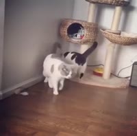 коты чуть не подрались.webm