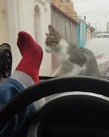 разбил стекло играя с котом.mp4