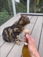 открыл шампанское коту.mp4