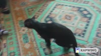 кот размазывает глистов по ковру.mp4
