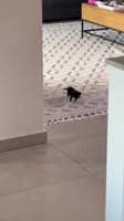 к1.mp4