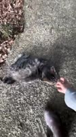 EBENBJx1CATQGWZTpF1jCAII.mp4