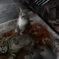 просто вам хорошего в ленту ❤️.mp4