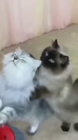 478978734.webm