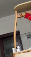 1752403461247.mp4