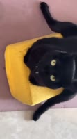 17523977907670.mp4