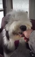 b2500d1a218ecde6af7d8d9cff013309720w.mp4