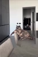 17299536160000.mp4