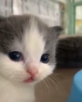 16502064099980.mp4