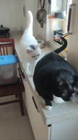 17214809778442.mp4