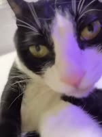 котэ-гифки-живность-8946932.webm
