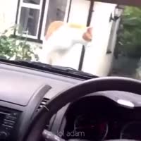 кот ПРЫГНУЛ.webm