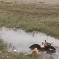Лиса и гуси ВЕРСУС БАТТЛ ПОШУМИМ .webm