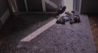 VID20220210200541457.mp4