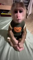 IMG0439.MP4