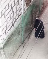 17520338491650.mp4
