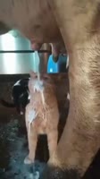 VID20250714214800827.mp4