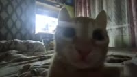 VID20250714214617554.mp4