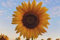 ea2233f2f3bd33b3067af5e9495fbf03ce3024x2016x0x690cropped510x340.webp