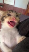 котик сидит и хохочет.mp4