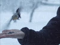 Birds Are Orthodox.mp4