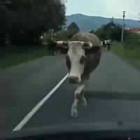 17164888702340.mp4