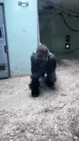 17206440135341.mp4
