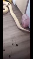 17184549097330.mp4