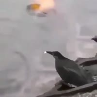 17022335323160.mp4