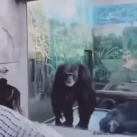 17022288699461.mp4