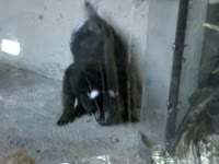 14871552712270.webm