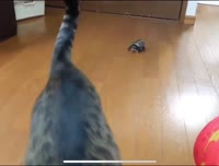 17170713603800.mp4